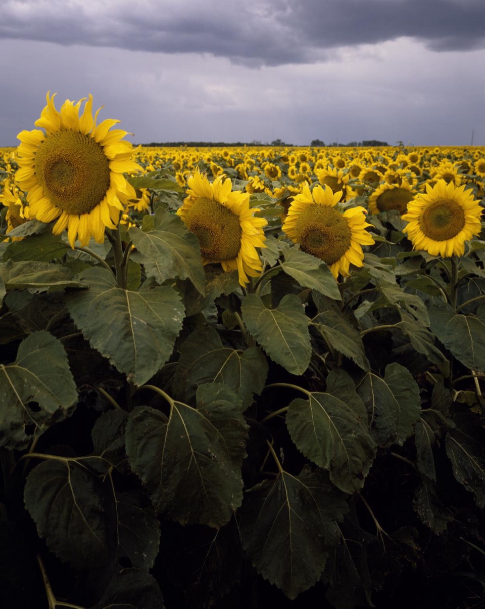 A Kansas sunflower field beneath dramatic gray clouds.